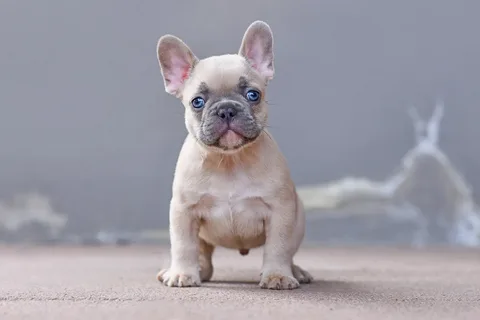 Fawn Colored French Bulldogs