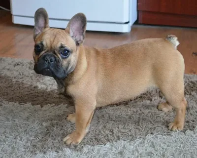 Fawn French Bulldog