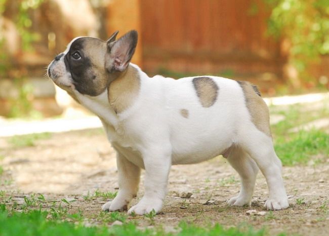 IVDD in French Bulldog