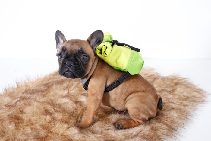 French Bulldog Backpacks