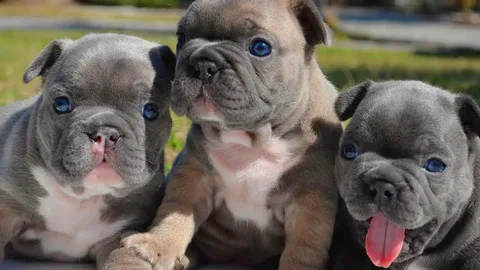 French Bulldog Breeders