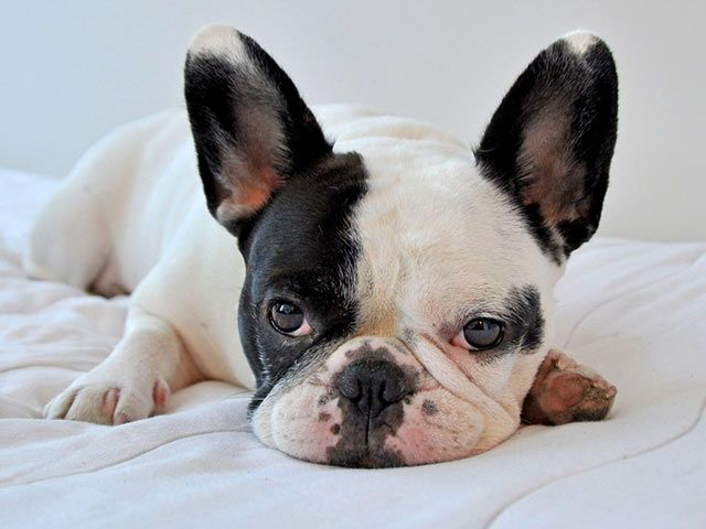 French Bulldog Eczema