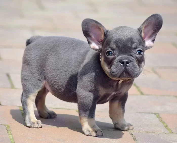 French Bulldog Pocket