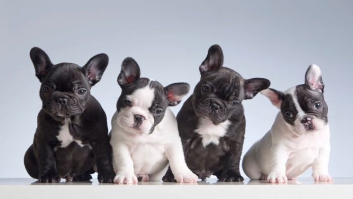 Hypoallergenic French Bulldogs