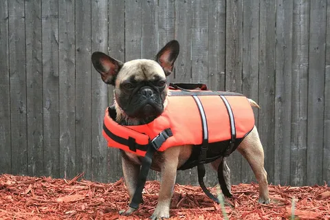 Life Vests for French Bulldogs