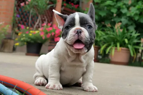 Piebald French Bulldog