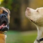 Pitbull Mastiff Mix Facts