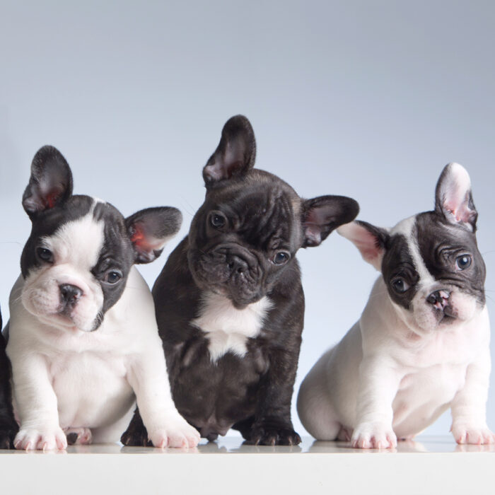 Rarest French Bulldog Colors