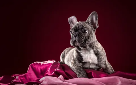 Marble French Bulldog