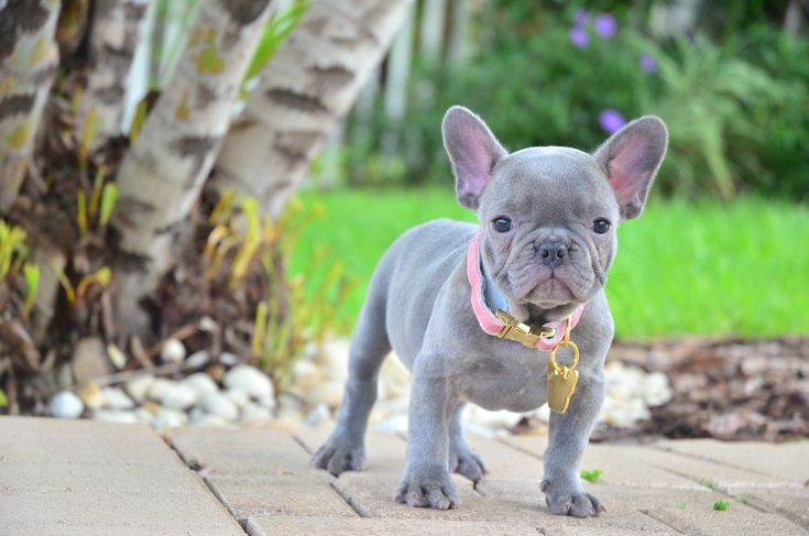 Silver French Bulldog