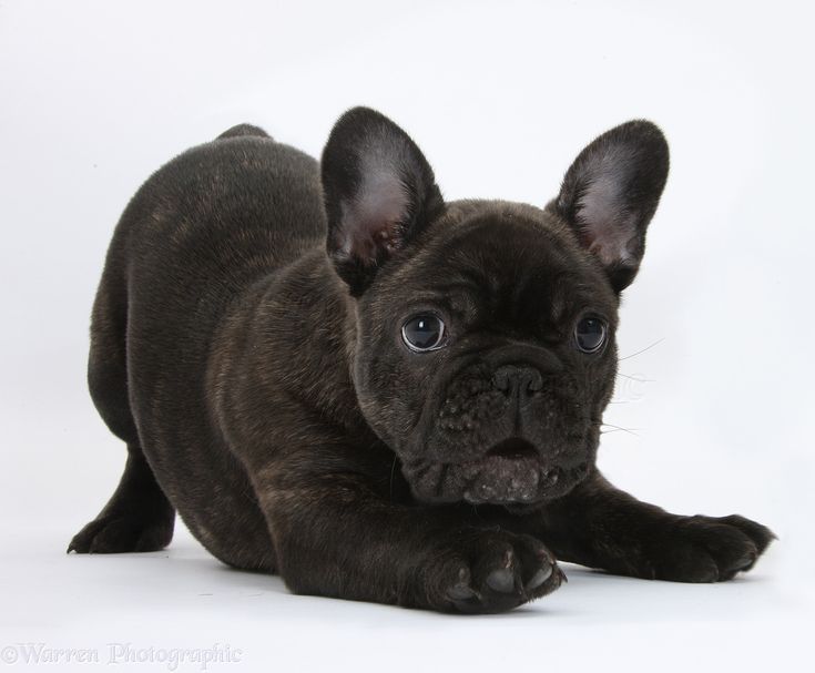 Lilac Brindle French Bulldog