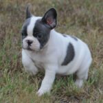 Blue Pied French Bulldog