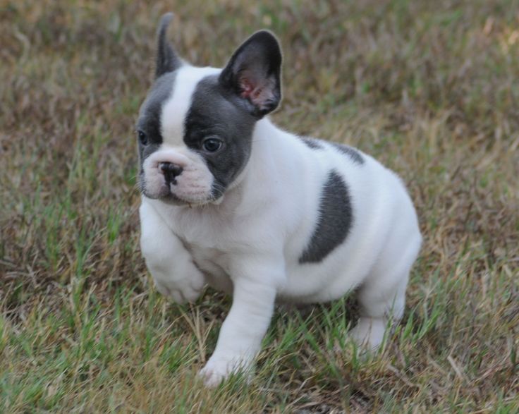 Full-Grown Lilac French Bulldogs