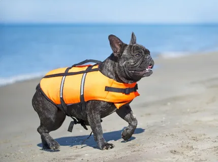 dog life jacket french bulldog