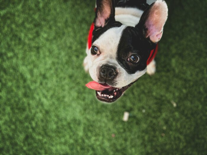 Blue Tan French Bulldog