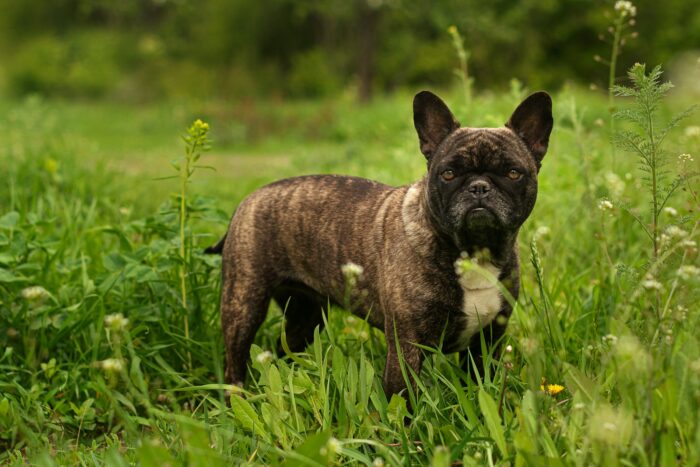 Aggression in French Bulldogs