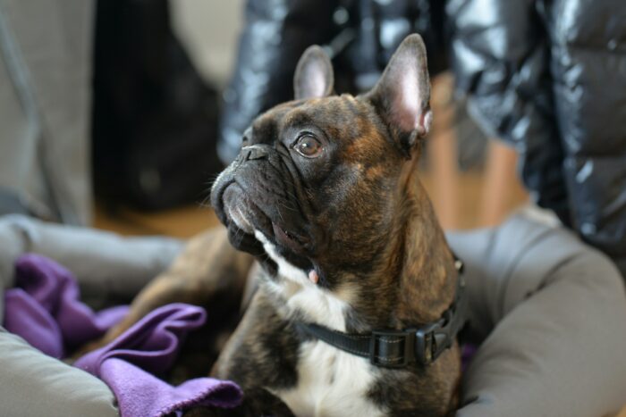 Black French Bulldog Puppies