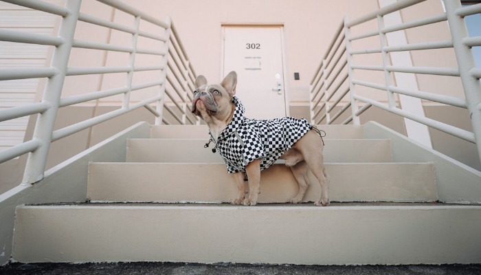 French Bulldog Clothes