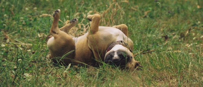 Blue Lilac French Bulldog