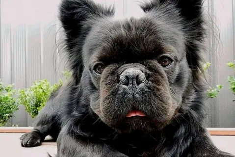 Fluffy Long-Haired French Bulldog