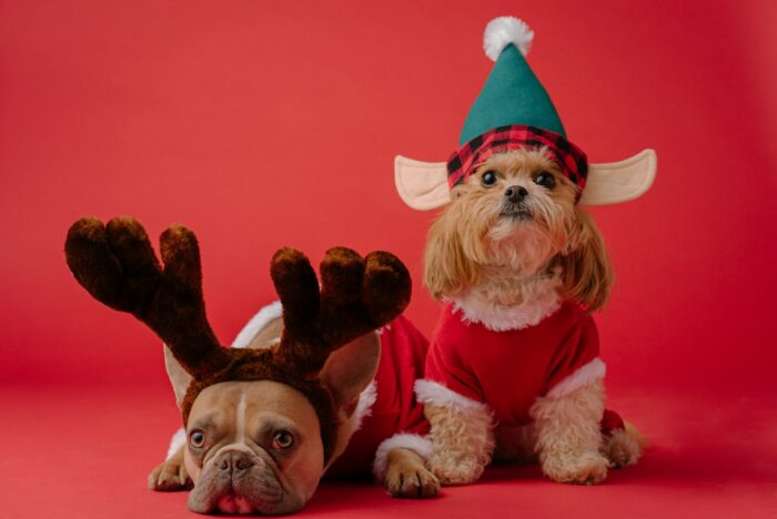 Christmas Jumpers for French Bulldogs