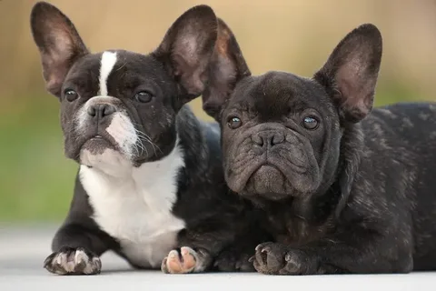 French Bulldog Brindle Black