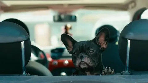 French Bulldog Car Seats