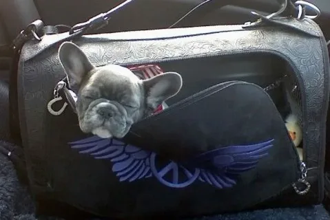 French Bulldog Carriers