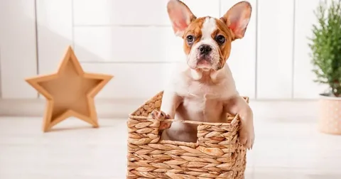 French Bulldog Crate