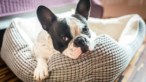 French Bulldog Females