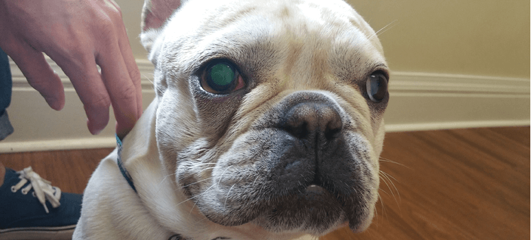 french bulldog eye problems