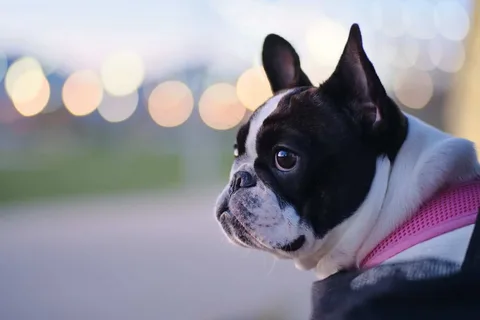 Longer Nose French Bulldog