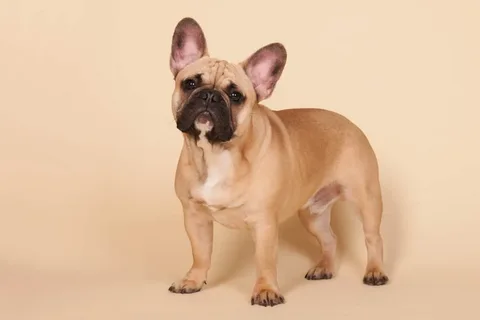 French Bulldogs Can Eat