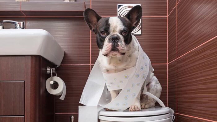 French Bulldog Potty Training