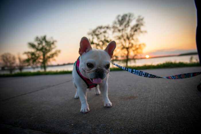 French Bulldog Jumpers