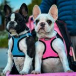 Small French Bulldogs