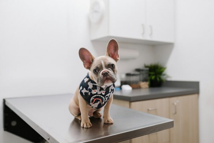 French Bulldog Puppy