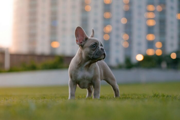 French Bulldog Skull