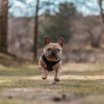 Blue Pied French Bulldogs