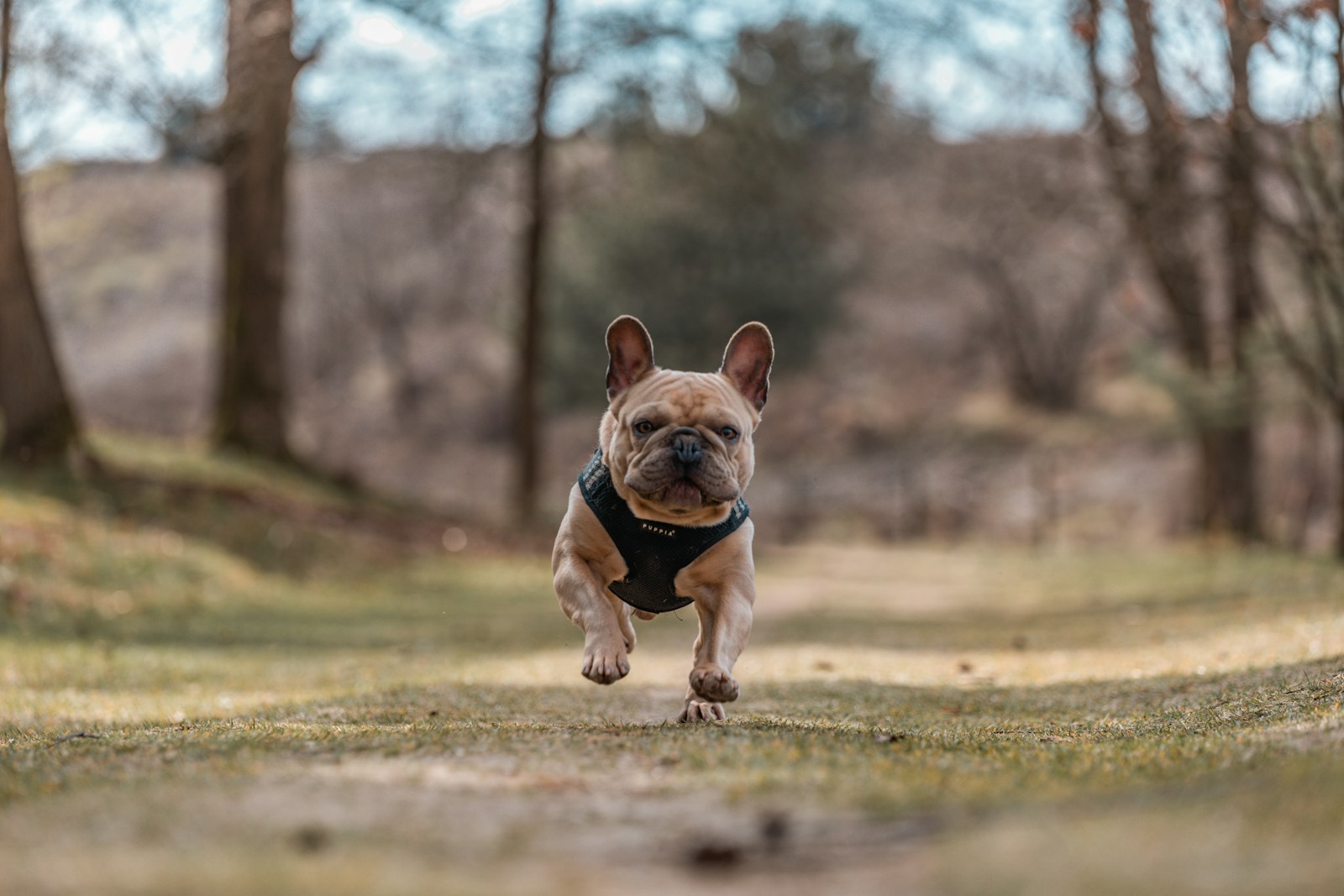 Black French Bulldog Puppies