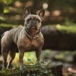 French Bulldog Collars