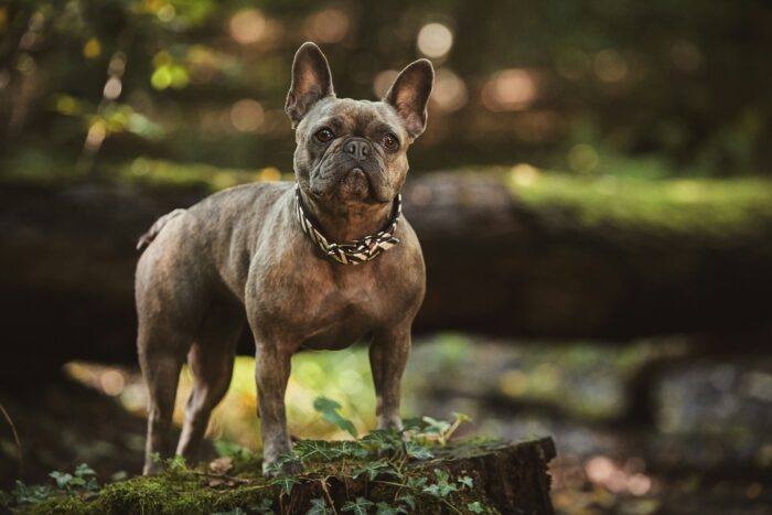 French Bulldog