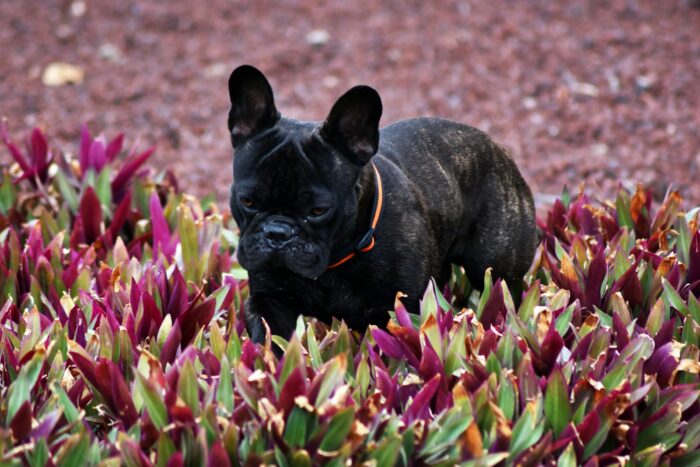 Newborn French Bulldogs