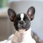 French Bulldogs in Christmas Sweaters