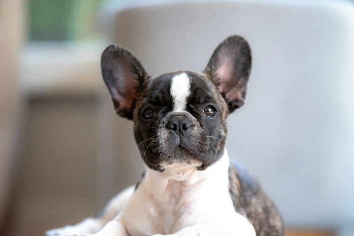 French Bulldogs in Christmas Sweaters