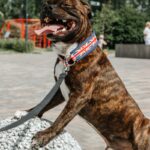 brindle French Bulldog