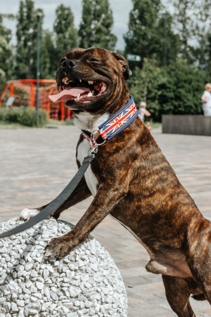 brindle French Bulldog