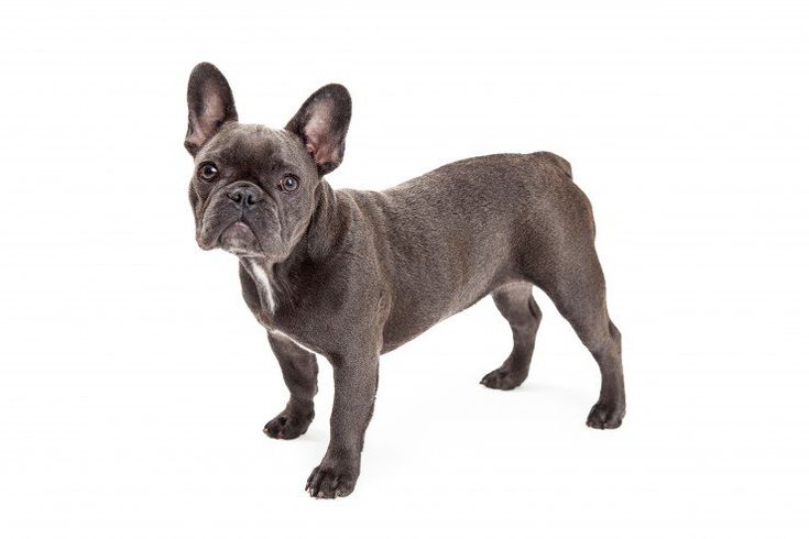 Skinny French Bulldog