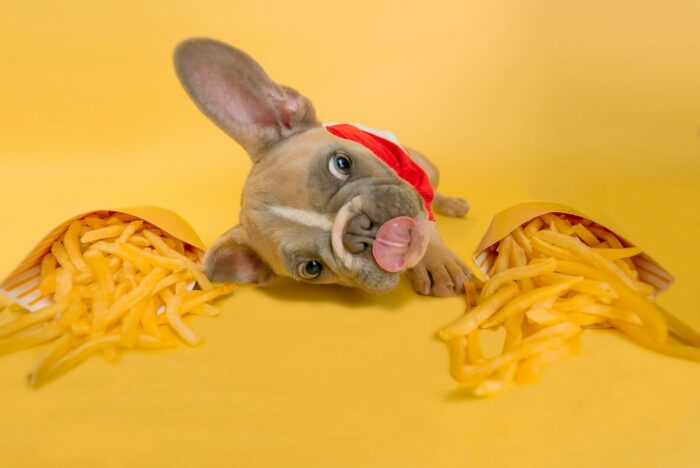 French Bulldog Dog Food