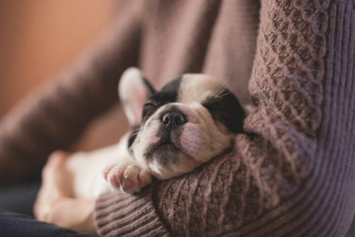 black merle french bulldog